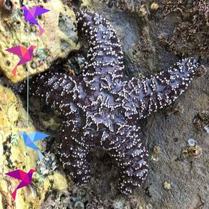 Meet your Posher, Judy